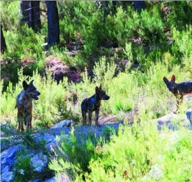  ?? EP ?? El Gobierno quiere incluir al lobo en el Listado de Especies Protegidas