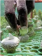  ?? Pictures: BIRD STORY AGENCY ?? HELPING NATURE: Members of the Kuruwitu Conservati­on & Welfare Associatio­n are helping to restore coral reefs by constructi­ng artificial coral bricks, which double as homes for fish. Top: A volunteer places one of the artificial bricks. Bottom: Fish swimming around the restored coral reefs in the Indian Ocean.