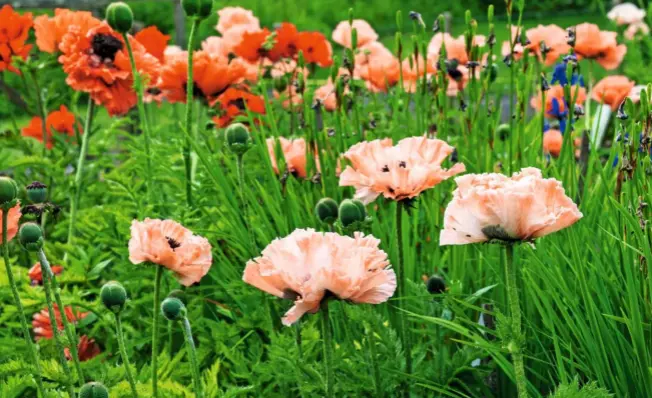  ??  ?? Their crimped heads held proud on lofty stems, ribbons of oriental poppies, in shades from peach to flame, stand out among the National Collection held by Sandy Worth. Pictured are ‘The Promise’, ‘Garden Glory’ and ‘Effendi’.