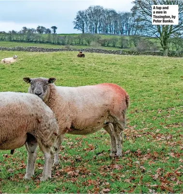  ?? ?? A tup and a ewe in Tissington, by Peter Banks.