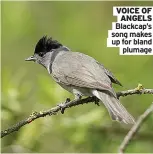  ?? Plumage ?? VOICE OF ANGELS Blackcap’s song makes up for bland