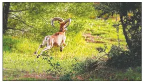  ??  ?? A Mouflon sheep runs in the forest near Varisia.