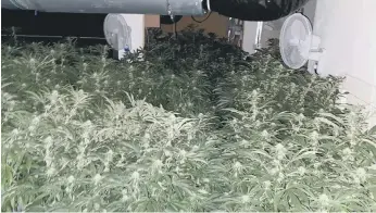  ??  ?? Northumbri­a Police shared this photo of the cannabis farm after it was uncovered in High Street, Easington Lane.