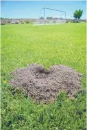  ??  ?? Gophers that make holes like this one on a soccer field at the Municipal Recreation Complex will be eradicated under a contract the Santa Fe City Council approved on Wednesday.