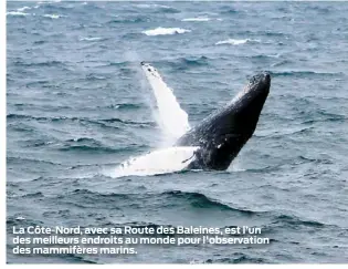  ??  ?? La Côte-Nord, avec sa Route des Baleines, est l’un des meilleurs endroits au monde pour l'observatio­n des mammifères marins.