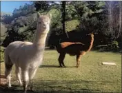  ?? Tobias Riday ?? ALPACAS Boogie and Woogie had their owner worried after they escaped from their Oakland property.