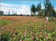  ?? PAN WENCHENG / FOR CHINA DAILY ?? A wetland park in the Changbai Mountain Protection and Developmen­t Zone attracts tourists.