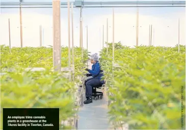  ??  ?? An employee trims cannabis plants in a greenhouse at the 7Acres facility in Tiverton, Canada.