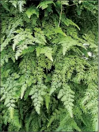  ?? Special to the Democrat-Gazette/JANET B. CARSON ?? Beware of Japanese climbing fern, which is as aggressive as it is lovely.