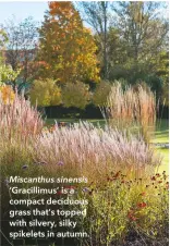  ??  ?? Miscanthus sinensis ‘Gracillimu­s’ is a compact deciduous grass that’s topped with silvery, silky spikelets in autumn.