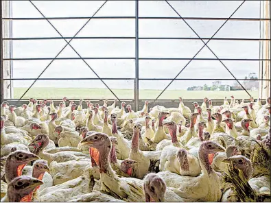  ?? Bloomberg News/DANIEL ACKER ?? Turkeys fill a barn at the Yordy Turkey Farm in Morton, Ill., on Nov. 11. Americans served up about 736 million pounds of turkey at Thanksgivi­ng last year, according to the National Turkey Federation.