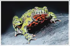  ?? REPTILES4A­LL ?? Among the exhibits featured in ALARM at TheMuseum will be live habitats that include frogs, such as this iconic amphibian species from Korea, China and parts of Russia. The fire-bellied toad is actually a frog species and not a toad as the name suggests.