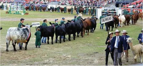  ?? PHOTO: CONTRIBUTE­D ?? LOOKING GOOD: The Grand Parade at the Sydney Royal Easter Show.