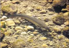  ?? Mark Capelli ?? A STEELHEAD trout in Santa Barbara. Unlike salmon, steelhead can spawn many times in various streams throughout their region.
