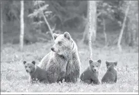  ?? ?? Wildlife can pose a threat if they are surprised or if outdoor enthusiast­s come between mothers and their children. Making noise can help alert bears and other wildlife to the presence of people.