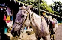  ??  ?? Crystal the horse rests at the Maya village of San Jose Succotz.