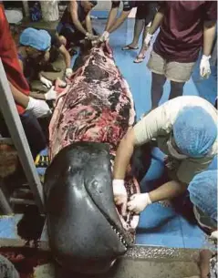  ??  ?? PAKAR biologi marin melakukan bedah siasat pada seekor ikan paus yang mati selepas ditemui sakit di Songkhla, Thailand. - Reuters