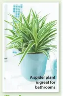  ??  ?? A spider plant is great for bathrooms