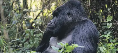  ?? Flickr ?? December is the best time for gorilla-spotting in Uganda