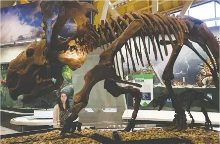  ??  ?? Collection­s and research technician Calla Scott admires a Pachyrhino­saurus lakusti skeleton at the Philip J. Currie Dinosaur Museum on a recent June day.