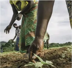  ??  ?? Zambian farmers