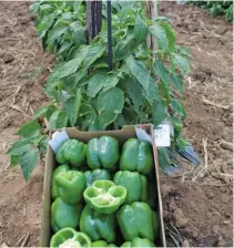  ?? LINDI BOTHA ?? ABOVE: The Stay Green sweet pepper has been developed by Dutch company, Enza Zaden, to stay green throughout its life cycle, without turning yellow like most other varieties.