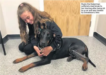  ??  ?? Rusty the Doberman suffered a bad break to her hind leg after being hit by a car and was treated by Donaldson’s Vets