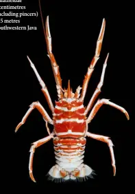  ??  ?? Name : Munidopsis new species Family : Galatheida­eSize : 8 centimetre­s (including pincers) Depth : 525 metresPlac­e Collected : Southweste­rn Java