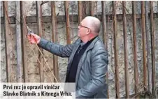  ?? ?? Prvi rez je opravil viničar Slavko Blatnik s Kitnega Vrha.