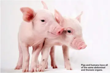  ??  ?? Pigs and humans have all of the same abdominal and thoracic organs.