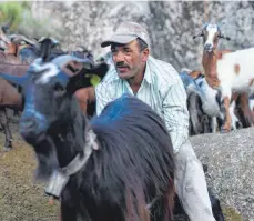  ?? FOTO: AFP ?? Fernando Moura ist mit seinen Ziegen im Auftrag der portugiesi­schen Regierung im Hinterland von Coimbra unterwegs.