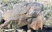  ?? JOSE A. IGLESIAS/SUN SENTINEL ?? A mature male Green Iguana roams free in Virginia Key.