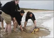  ?? EVE EDELHEIT — THE NEW YORK TIMES ?? Aquarium employees carry a loggerhead turtle into the water during a turtle release.