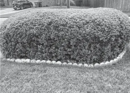  ?? Courtesy photos ?? The brown spots on this boxwood could be the result of a dog consistent­ly marking it. But if the spots are on the north side of the plants, excess shade could be causing the plants to thin out.