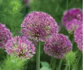  ?? ?? Alliums