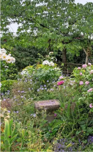  ??  ?? ROSY VIEWS (clockwise from top left) Plants such as nepeta and roses are coralled by box hedging along the gravel drive; box balls mark the entrance to the rose garden with pink rosa ‘Bonica’ and ‘Jacques Cartier’; Melianthus major, roses and euphorbia...