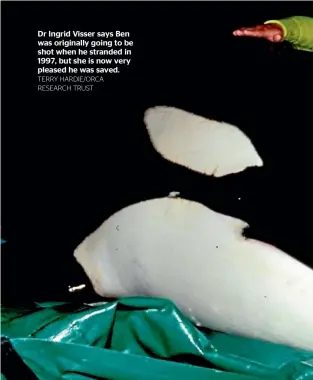  ?? TERRY HARDIE/ORCA RESEARCH TRUST ?? Dr Ingrid Visser says Ben was originally going to be shot when he stranded in 1997, but she is now very pleased he was saved.