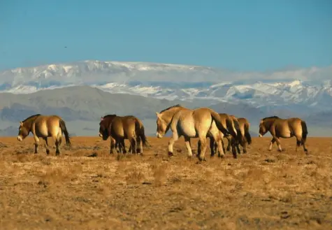  ?? Foto: Petra Kaczensky ?? In Schutzgebi­eten nahe der Wüste Gobi sollen sich die Urpferde der Mongolei wieder vermehren, nachdem sie in ihrer Heimat schon ausgestorb­en waren. Zum Genpool tragen auch Nachzuchte­n aus Zoos bei.