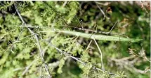  ??  ?? The brown male northern stick insect is ‘‘mate guarding’’ the female to prevent her from re-mating.