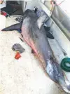  ?? Lance Fountain via AP ?? A 9-foot great white shark lies on the deck of a fishing boat Sunday at Evans Head, Australia.