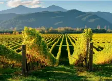  ??  ?? NYTT VINLAND: New Zealand er et forholdsvi­s nytt vinland, og kan by på gode rødviner til en grei pris.
