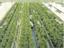  ??  ?? Staff work in a marijuana grow room at Canopy Growth’s Tweed facility in Smiths Falls, Ont.