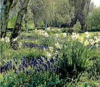  ?? Prune fruit trees, shrubs and roses JANE FALCONER/NZ GARDENER ?? Spring bulbs such as narcissus and muscari are pushing shoots up now.