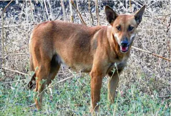  ?? PHOTOS: CONTRIBUTE­D ?? STATE BUDGET: More than a million dollars has been allocated in the budget to roll out programs helping fight wild dogs.