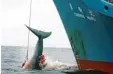  ?? Foto: dpa ?? Ein harpuniert­er Wal wird auf ein japanische­s Schiff gezogen.