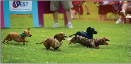  ?? NWA Democrat-Gazette/BEN GOFF @NWABENGOFF ?? Dachshunds race
will be Oct. 7. in the final heat in 2016 during the Bella Vista Animal Shelter’s “Wiener Takes All” dachshund races at Loch Lamond Park in Bella Vista. The 11th annual event