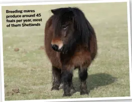  ??  ?? Breeding mares produce around 45 foals per year, most of them Shetlands