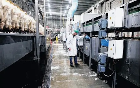  ?? Michael Macor / The Chronicle ?? David Pitman checks on the machine, rarely used in the United States, that renders chickens unconsciou­s before slaughteri­ng.