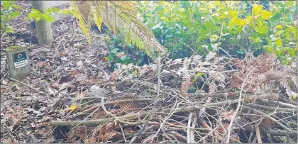  ?? Photos / Laurilee McMichael ?? Cut vegetation dumped on council reserve at Te Kopua Point prevents walkers from continuing along the top part of the reserve next to private properties. A reserve marker is at the top left hand corner of the photograph.