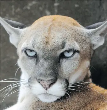  ?? AFP ?? Researcher­s have found that when hunters kill a larger adult male cougar, the younger mountain lions are dispersed, wandering in search of food, which can lead to them coming in conflict with humans.